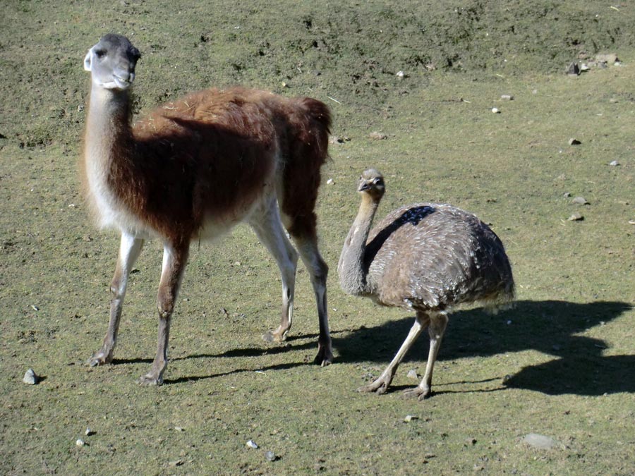 Guanako und Darwin-Nandu im Zoo Wuppertal im April 2013