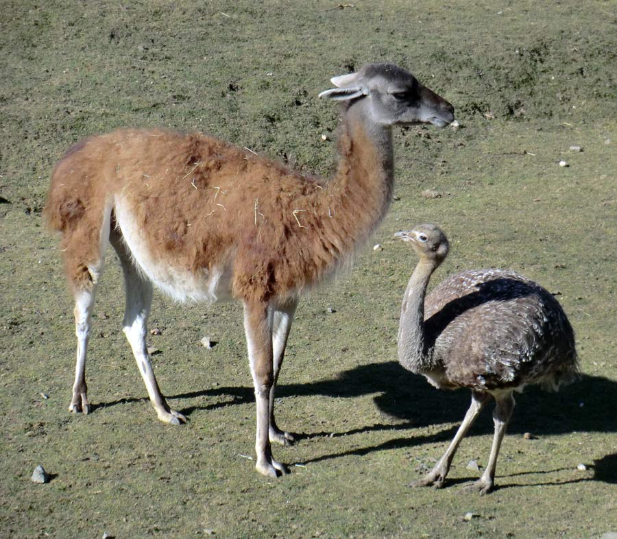 Guanako und Darwin-Nandu im Zoologischen Garten Wuppertal im April 2013