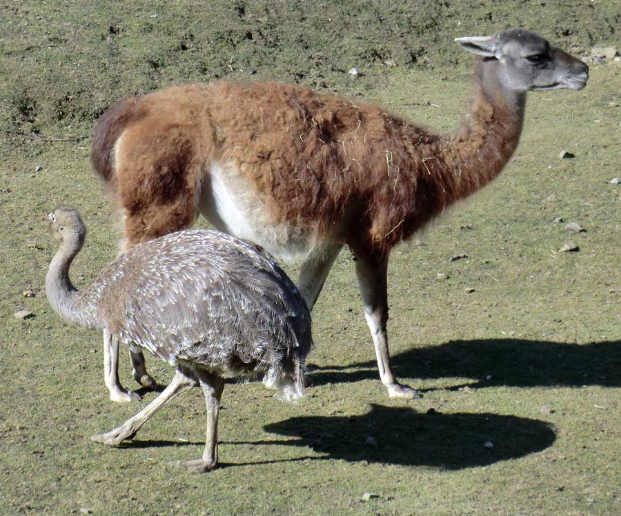 Darwin-Nandu und Guanako im Wuppertaler Zoo im April 2013