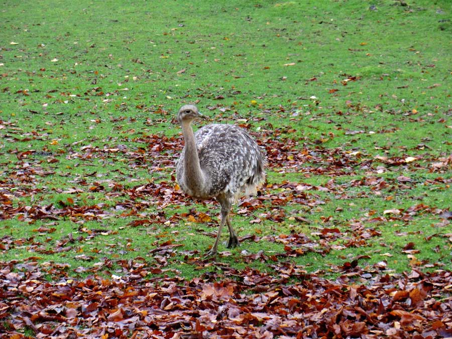 Darwin-Nandu im Wuppertaler Zoo im November 2013