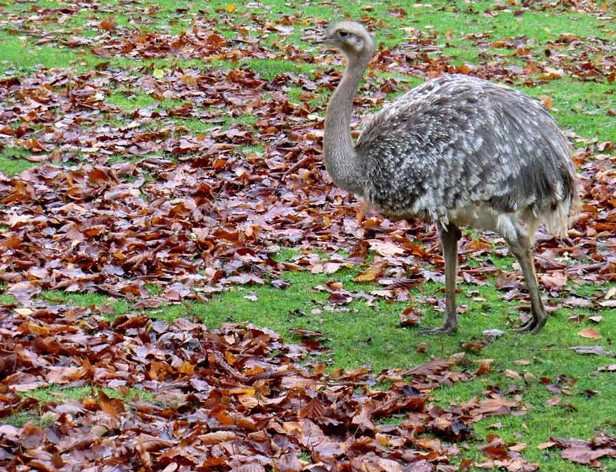 Darwin-Nandu im Zoo Wuppertal im November 2013