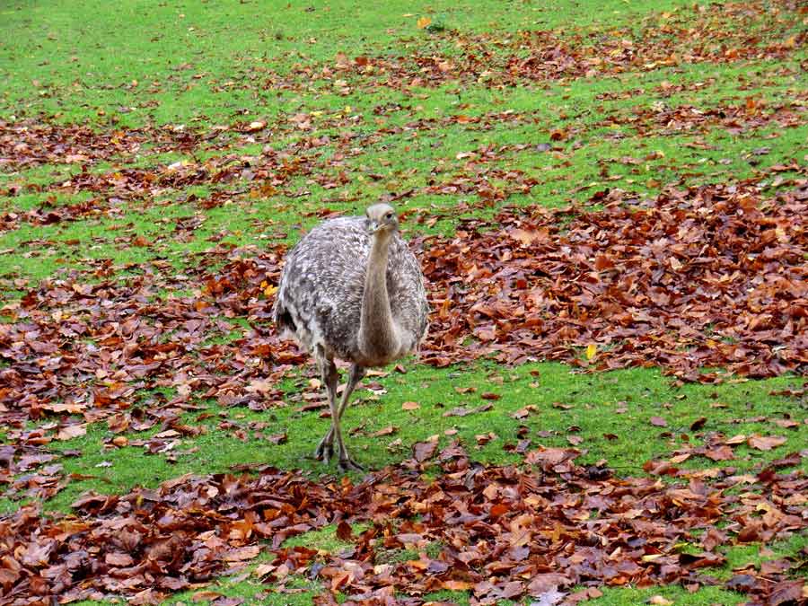 Darwin-Nandu im Wuppertaler Zoo im November 2013