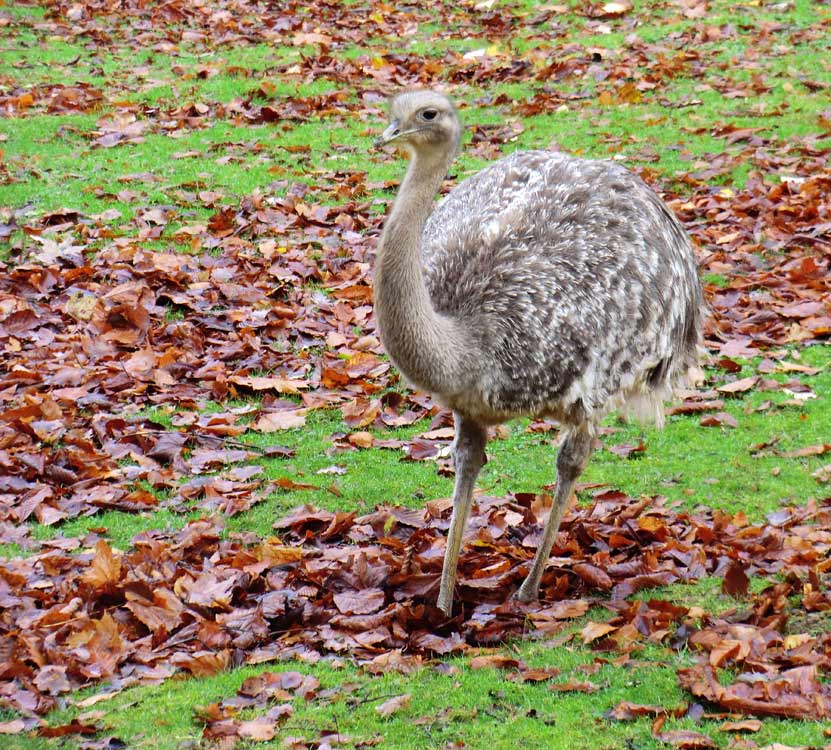 Darwin-Nandu im Zoo Wuppertal im November 2013