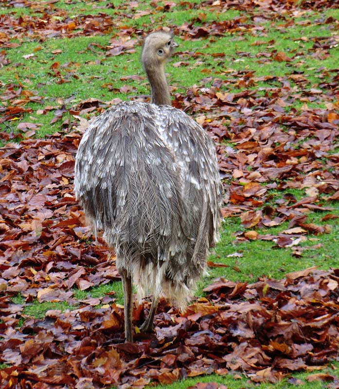 Darwin-Nandu im Zoologischen Garten Wuppertal im November 2013