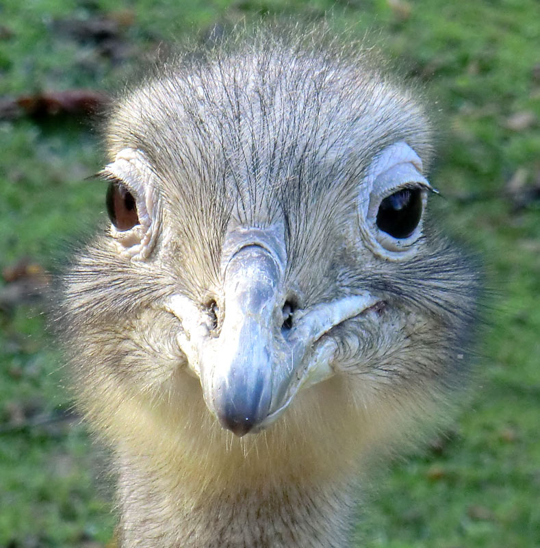 Darwin-Nandu im Wuppertaler Zoo im November 2013