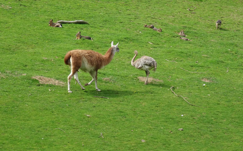Darwin-Nandu-Henne mit Guanako und Großen Maras am 29. Mai 2016 auf der Patagonienanlage im Zoologischen Garten der Stadt Wuppertal