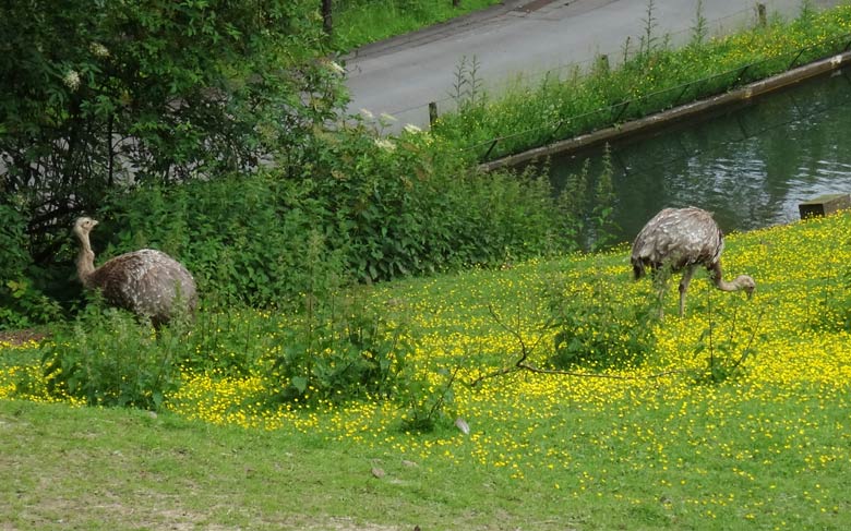 Das Darwin-Nandu-Paar am 11. Juni 2016 auf der Patagonienanlage im Grünen Zoo Wuppertal