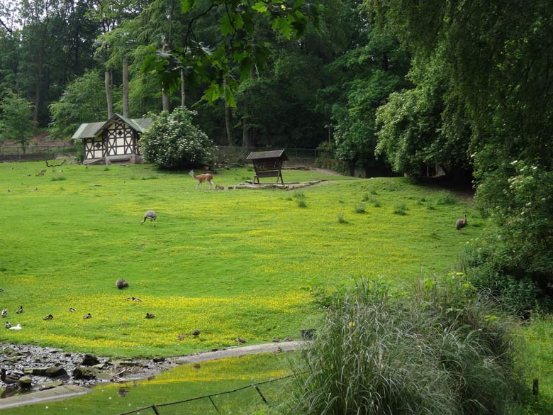 Die beiden Darwin-Nandus am 11. Juni 2016 auf der Patagonienanlage im Zoologischen Garten der Stadt Wuppertal