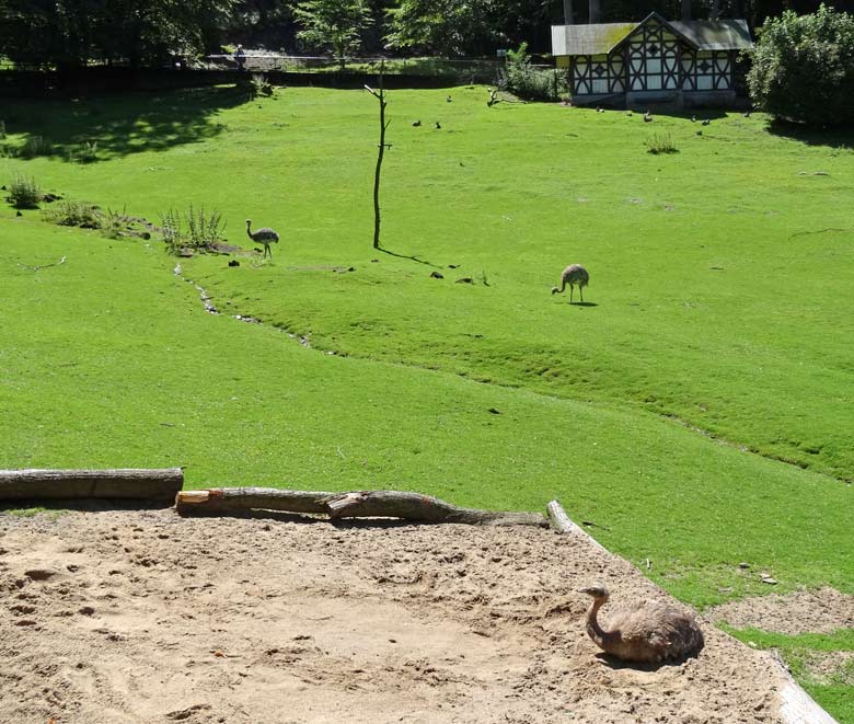 Drei Darwin-Nandus am 2. Juli 2016 auf der Patagonienanlage im Zoologischen Garten der Stadt Wuppertal