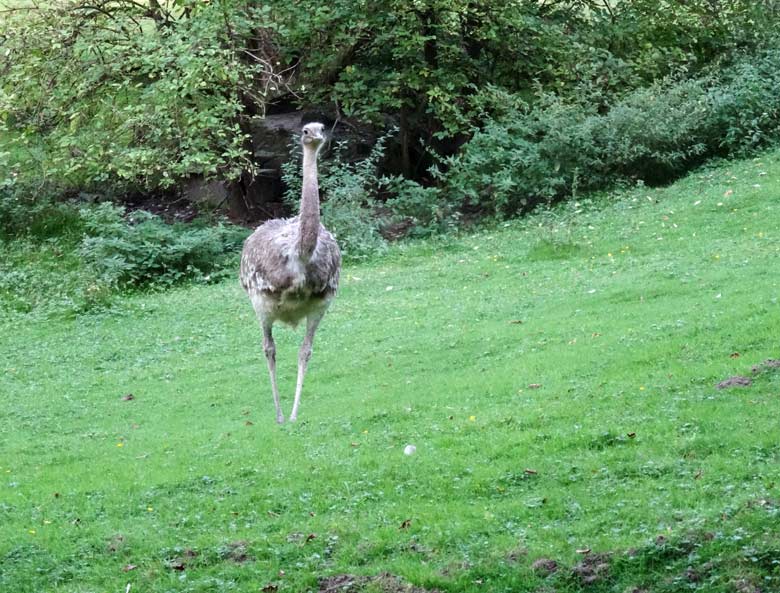 Darwin-Nandu am 8. September 2016 auf der Patagonienanlage im Grünen Zoo Wuppertal