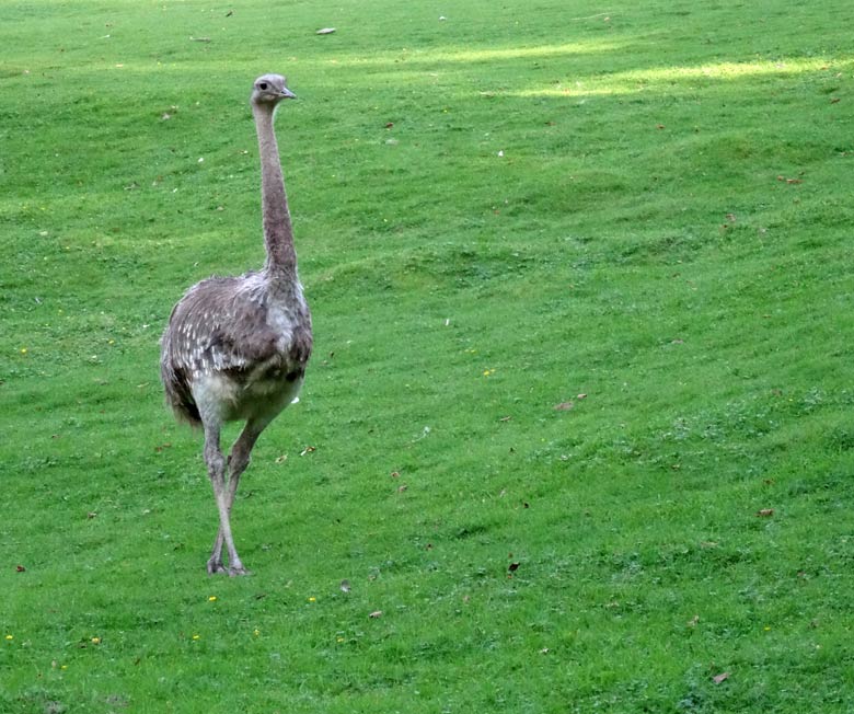 Darwin-Nandu am 8. September 2016 auf der Patagonienanlage im Wuppertaler Zoo