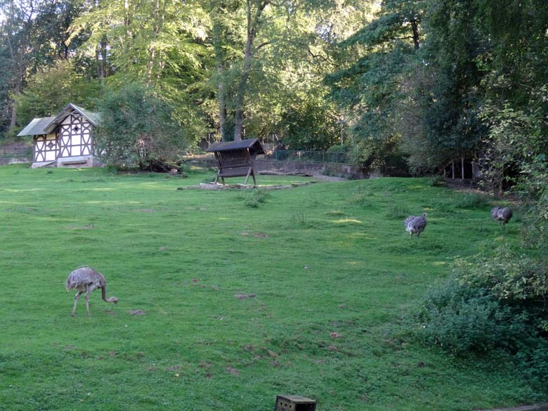 Drei Darwin-Nandus am 8. September 2016 auf der Patagonienanlage im Zoologischen Garten der Stadt Wuppertal