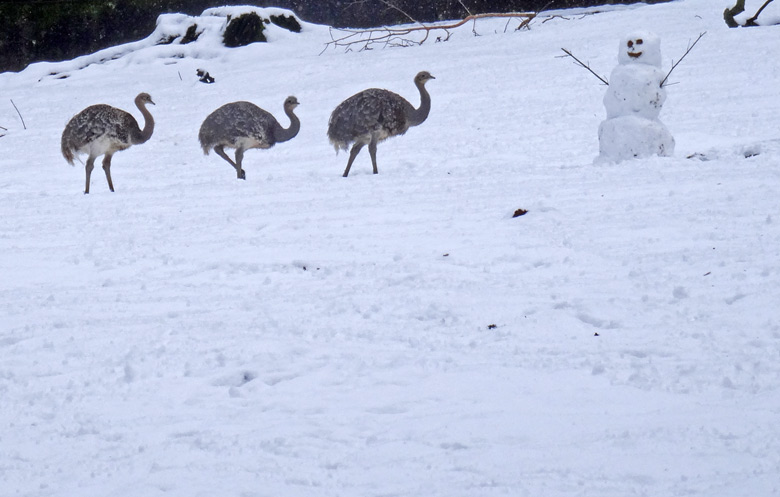 Darwin-Nandus besuchten am 14. Januar 2017 einen Schneemann auf der Patagonienanlage im Wuppertaler Zoo