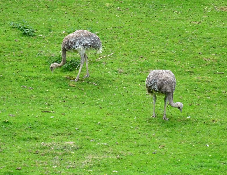 Zwei Darwin-Nandu-Hennen am 14. Mai 2017 auf der Patagonienanlage im Grünen Zoo Wuppertal