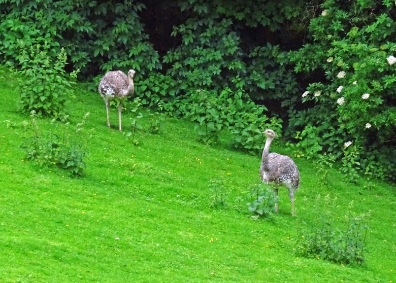 Zwei Darwin-Nandu-Weibchen am 28. Mai 2017 auf der Patagonien-Anlage im Grünen Zoo Wuppertal