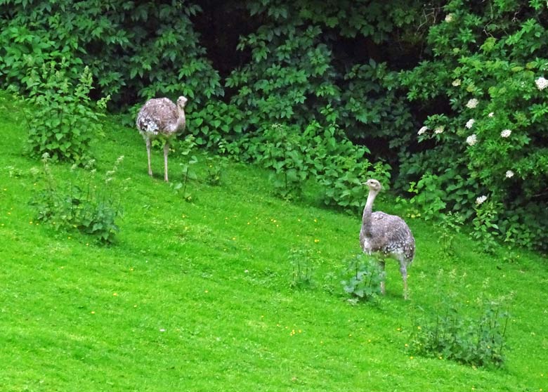 Zwei Darwin-Nandu-Weibchen am 28. Mai 2017 auf der Patagonien-Anlage im Grünen Zoo Wuppertal