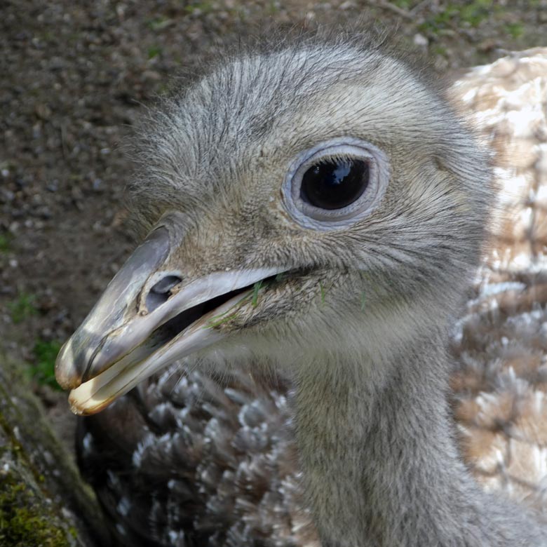 Darwin-Nandu-Henne am 3. Juni 2017 auf der Patagonienanlage im Wuppertaler Zoo