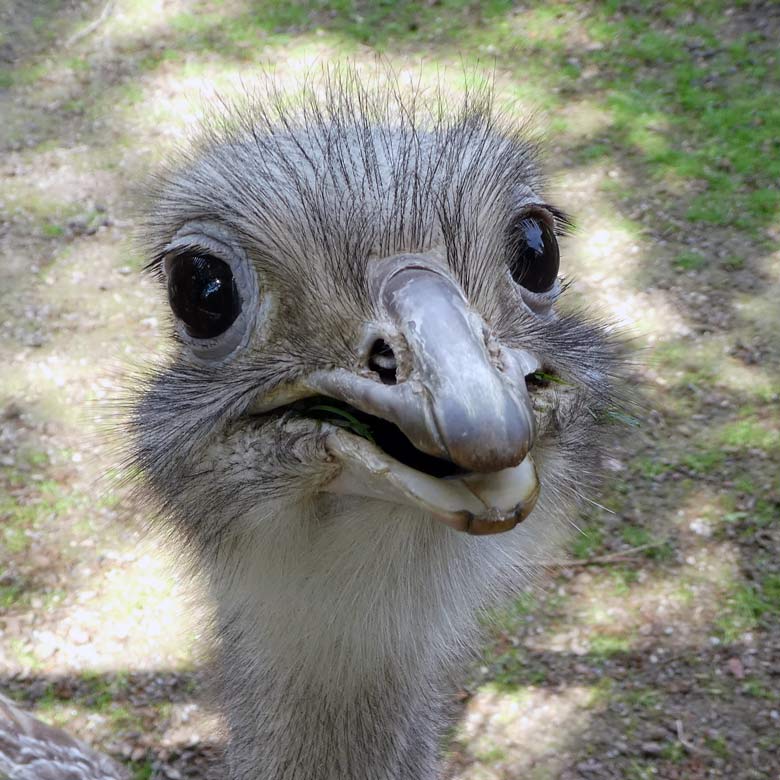 Darwin-Nandu-Henne am 3. Juni 2017 auf der Patagonienanlage im Zoologischen Garten der Stadt Wuppertal