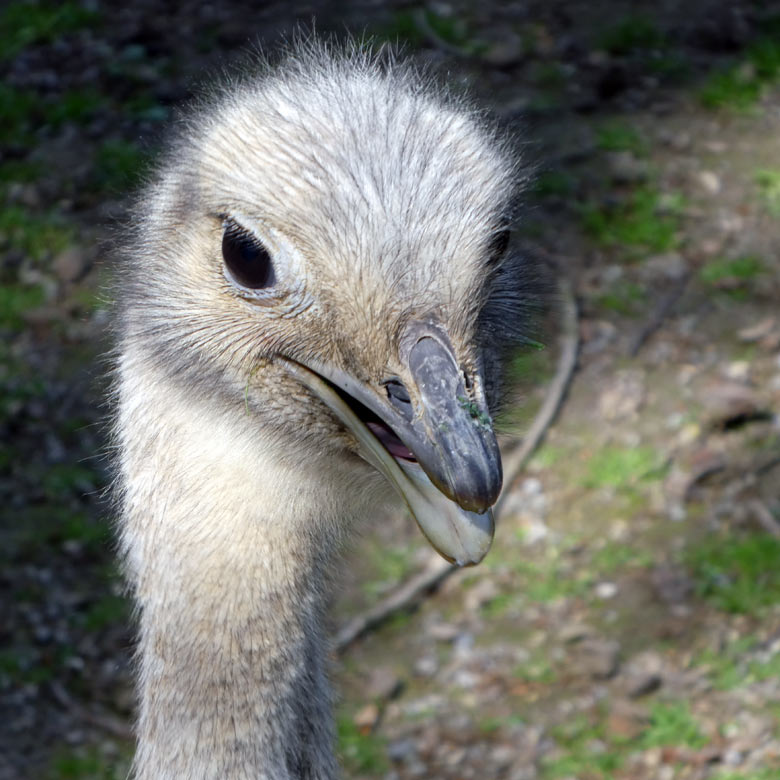 Darwin-Nandu-Henne am 3. Juni 2017 auf der Patagonienanlage im Grünen Zoo Wuppertal