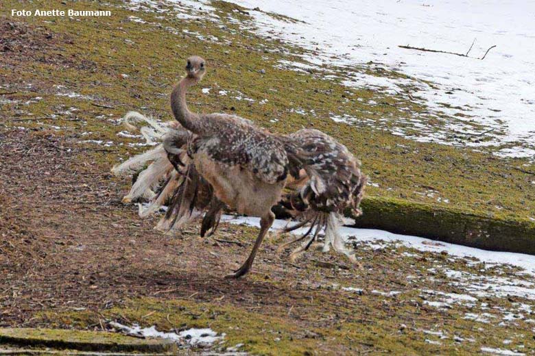 Darwin-Nandu am 4. März 2018 im Grünen Zoo Wuppertal (Foto Anette Baumann)