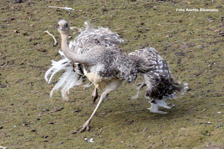 Darwin-Nandu am 4. März 2018 im Zoo Wuppertal (Foto Anette Baumann)