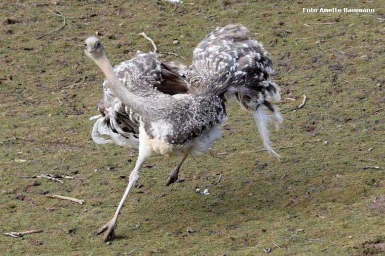 Darwin-Nandu am 4. März 2018 im Wuppertaler Zoo (Foto Anette Baumann)