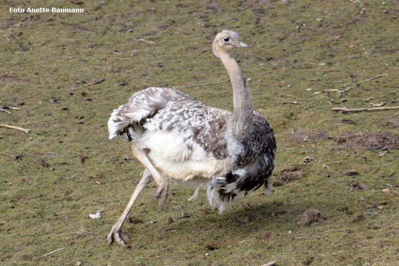 Darwin-Nandu am 4. März 2018 im Grünen Zoo Wuppertal (Foto Anette Baumann)