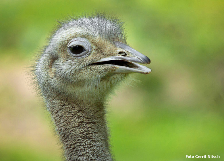 Darwin-Nandu am 7. Juni 2018 auf der Patagonienanlage im Wuppertaler Zoo (Foto Gerrit Nitsch)