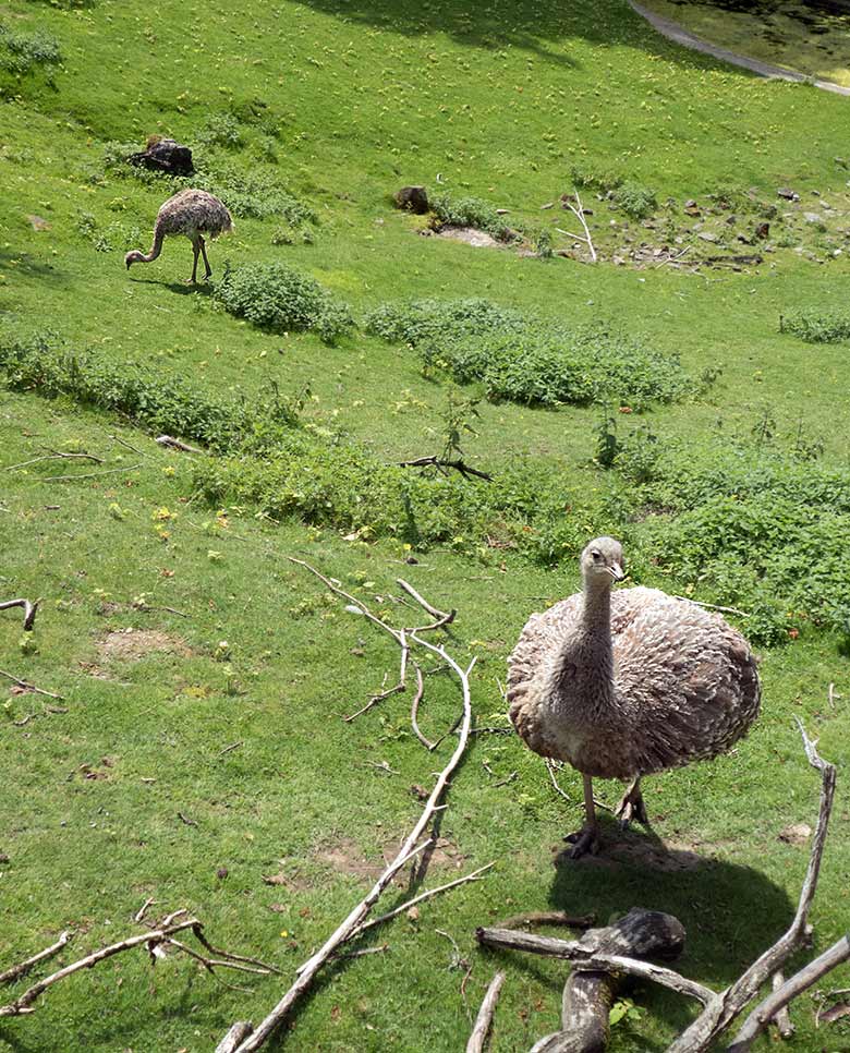 Darwin-Nandus am 15. Juni 2019 auf der Patagonien-Anlage im Zoologischen Garten Wuppertal