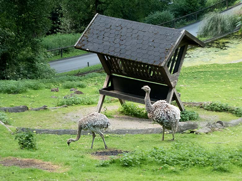 Darwin-Nandus am 15. Juni 2019 auf der Patagonien-Anlage im Grünen Zoo Wuppertal