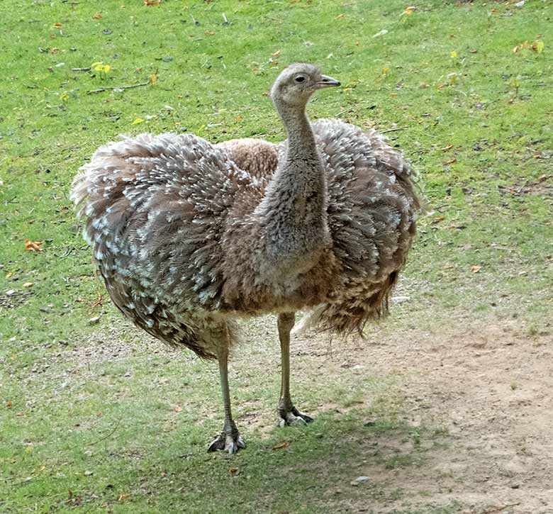 Männlicher Darwin-Nandu am 15. Juni 2019 auf der Patagonien-Anlage im Zoo Wuppertal