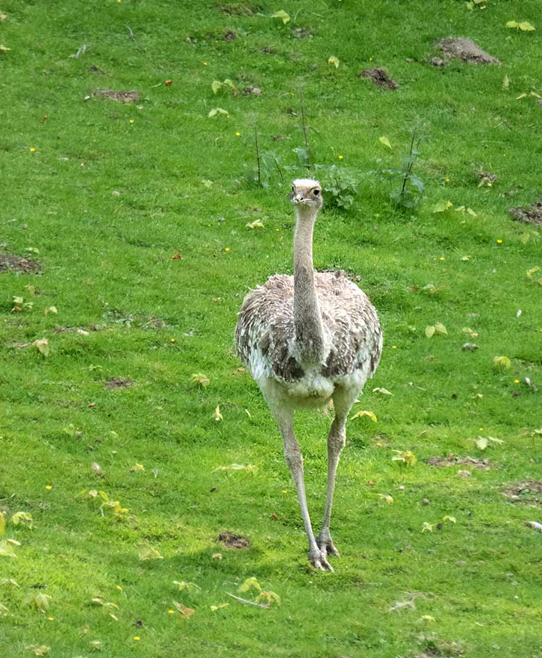 Weiblicher Darwin-Nandu am 15. Juni 2019 auf der Patagonien-Anlage im Wuppertaler Zoo