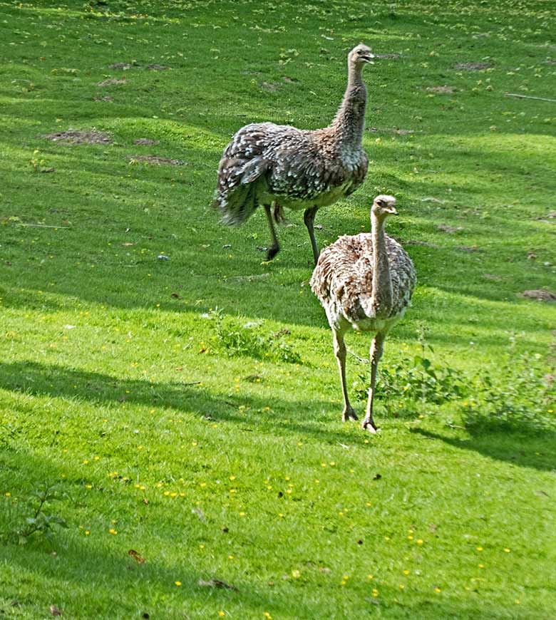 Darwin-Nandus am 15. Juni 2019 auf der Patagonien-Anlage im Zoologischen Garten der Stadt Wuppertal