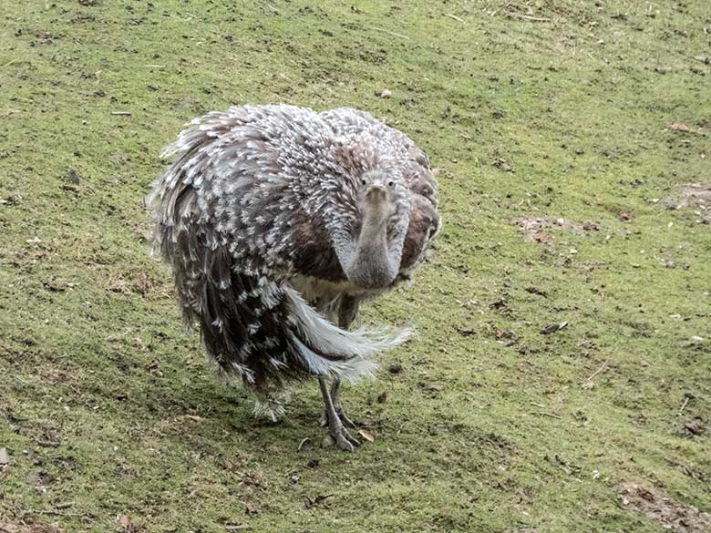 Männlicher Darwin-Nandu am 17. Februar 2020 auf der Patagonien-Anlage im Grünen Zoo Wuppertal