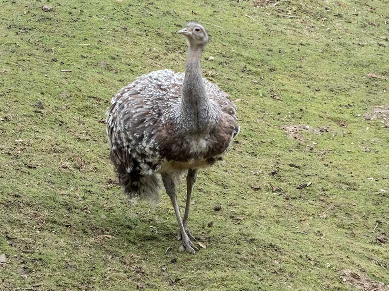 Männlicher Darwin-Nandu am 17. Februar 2020 auf der Patagonien-Anlage im Zoo Wuppertal