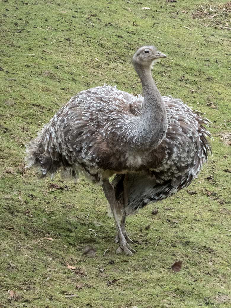 Männlicher Darwin-Nandu am 17. Februar 2020 auf der Patagonien-Anlage im Wuppertaler Zoo