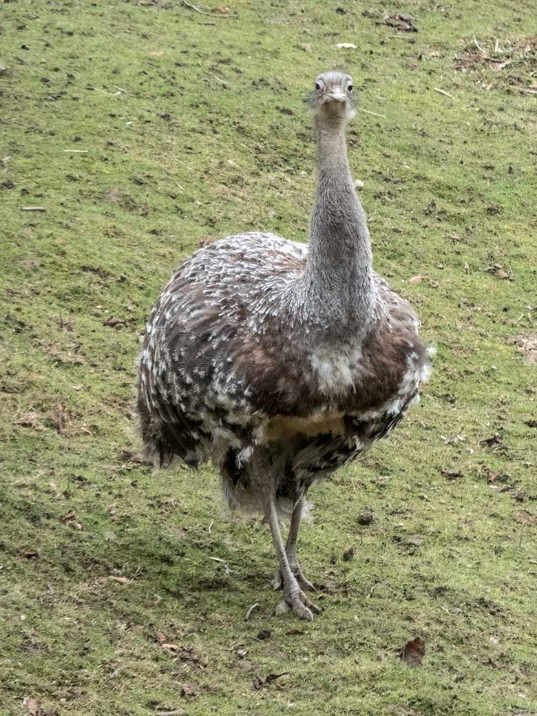 Männlicher Darwin-Nandu am 17. Februar 2020 auf der Patagonien-Anlage im Zoologischen Garten der Stadt Wuppertal