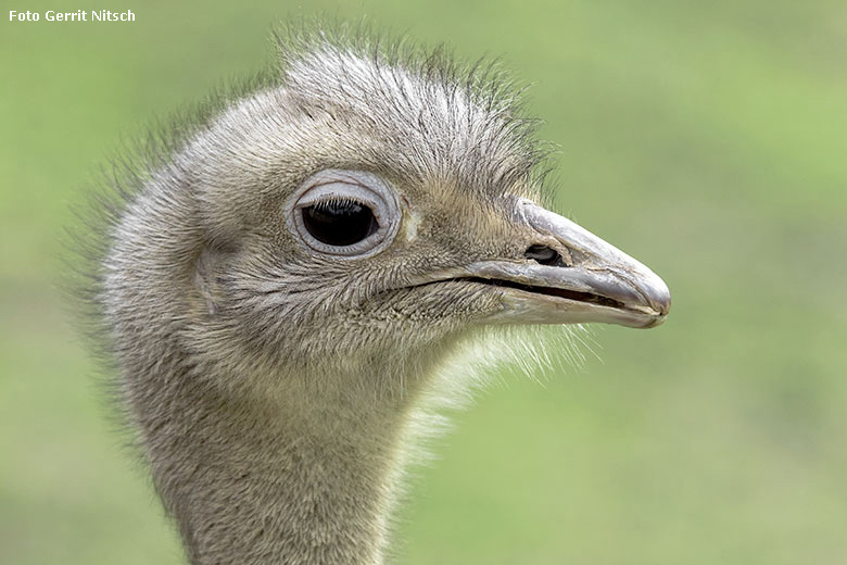 Männlicher Darwin-Nandu am 28. Februar 2020 auf der Patagonien-Anlage im Grünen Zoo Wuppertal (Foto Gerrit Nitsch)