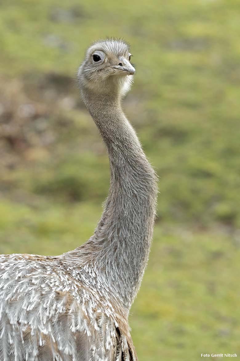 Männlicher Darwin-Nandu am 28. Februar 2020 auf der Patagonien-Anlage im Wuppertaler Zoo (Foto Gerrit Nitsch)