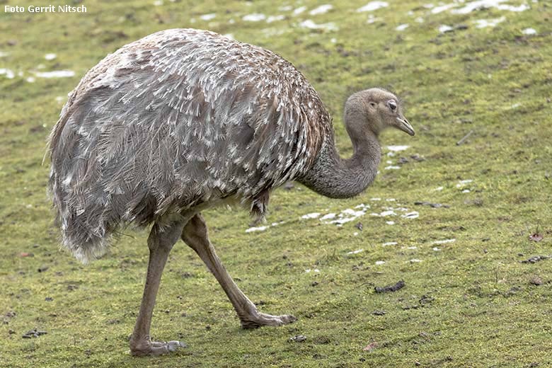 Männlicher Darwin-Nandu am 28. Februar 2020 auf der Patagonien-Anlage im Zoologischen Garten Wuppertal (Foto Gerrit Nitsch)