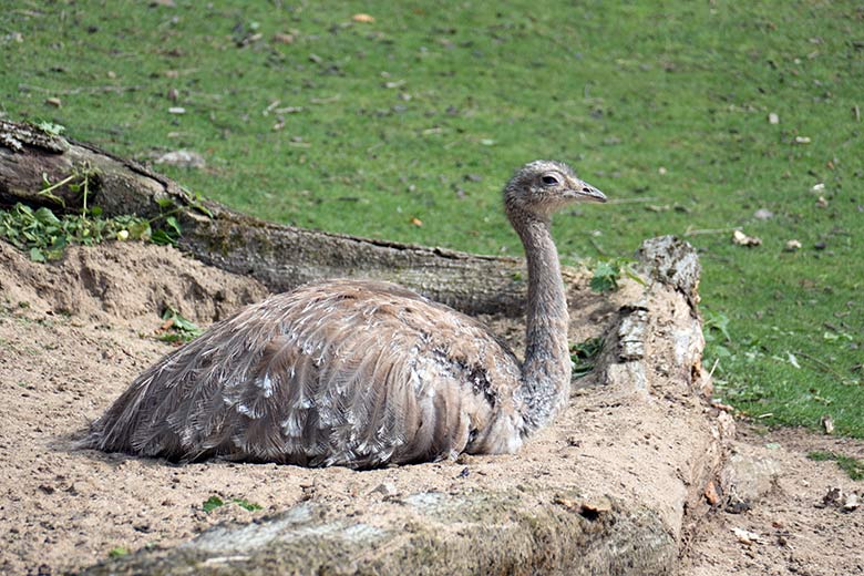 Männlicher Darwin-Nandu am 28. Juli 2020 auf der Patagonien-Anlage im Zoologischen Garten Wuppertal