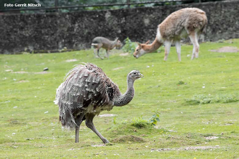 Darwin-Nandu am 11. August 2020 mit Große Mara und Vikunja auf der Patagonien-Anlage im Zoo Wuppertal (Foto Gerrit Nitsch)