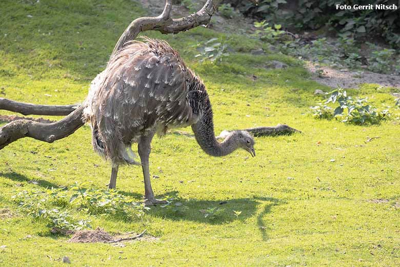 Männlicher Darwin-Nandu am 11. August 2020 auf der Patagonien-Anlage im Zoologischen Garten der Stadt Wuppertal (Foto Gerrit Nitsch)