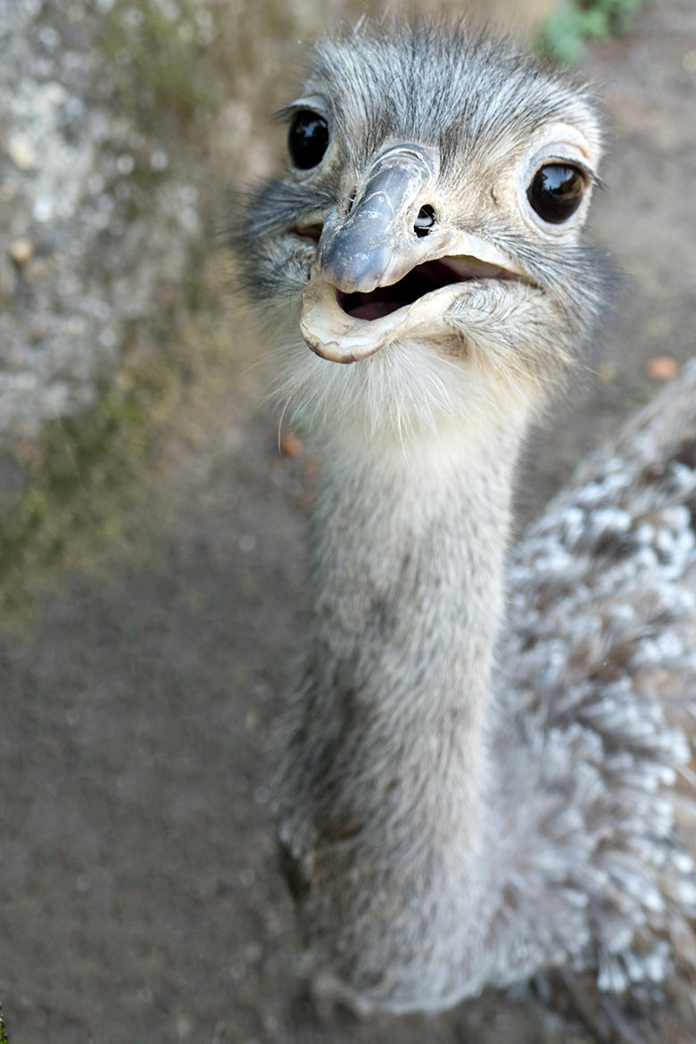 Männlicher Darwin-Nandu am 16. August 2020 auf der Patagonien-Anlage im Grünen Zoo Wuppertal