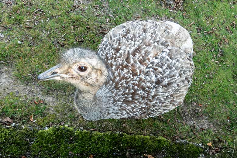 Männlicher Darwin-Nandu am 15. September 2020 auf der Patagonien-Anlage im Zoologischen Garten Wuppertal