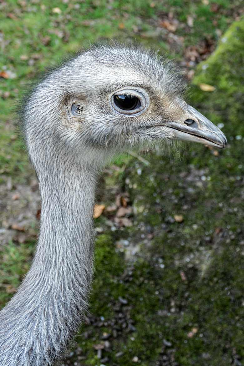 Männlicher Darwin-Nandu am 15. September 2020 auf der Patagonien-Anlage im Wuppertaler Zoo