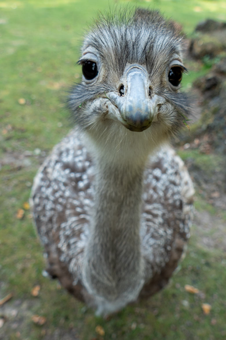 Männlicher Darwin-Nandu am 23. September 2020 auf der Patagonien-Anlage im Grünen Zoo Wuppertal