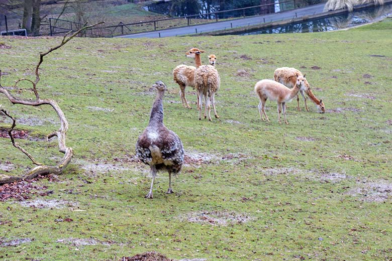 Männlicher Darwin-Nandu am 8. März 2021 auf der Patagonien-Anlage im Wuppertaler Zoo