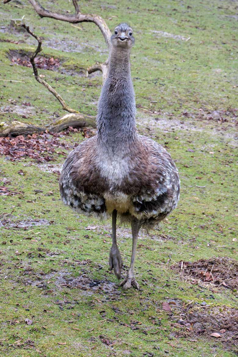 Männlicher Darwin-Nandu am 8. März 2021 auf der Patagonien-Anlage im Grünen Zoo Wuppertal