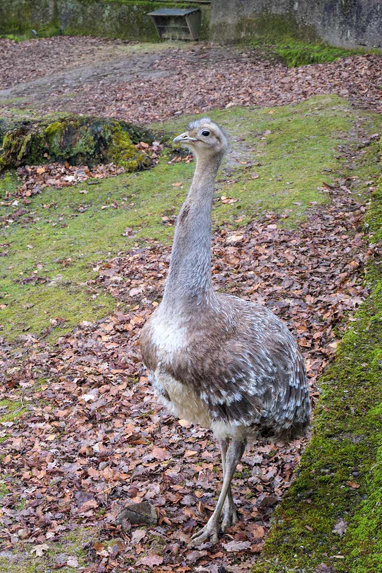 Männlicher Darwin-Nandu am 8. März 2021 auf der Patagonien-Anlage im Grünen Zoo Wuppertal